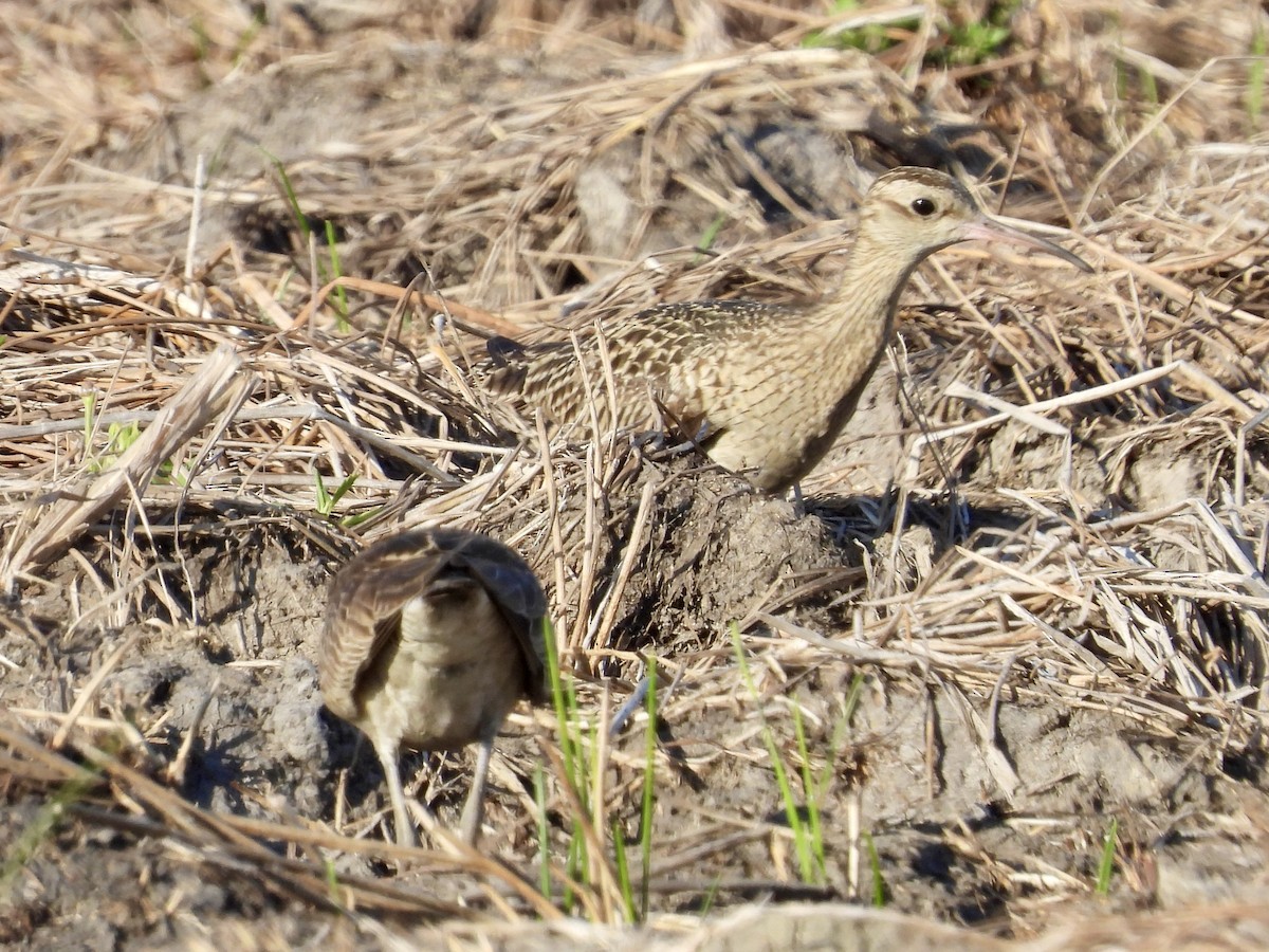 コシャクシギ - ML644354922