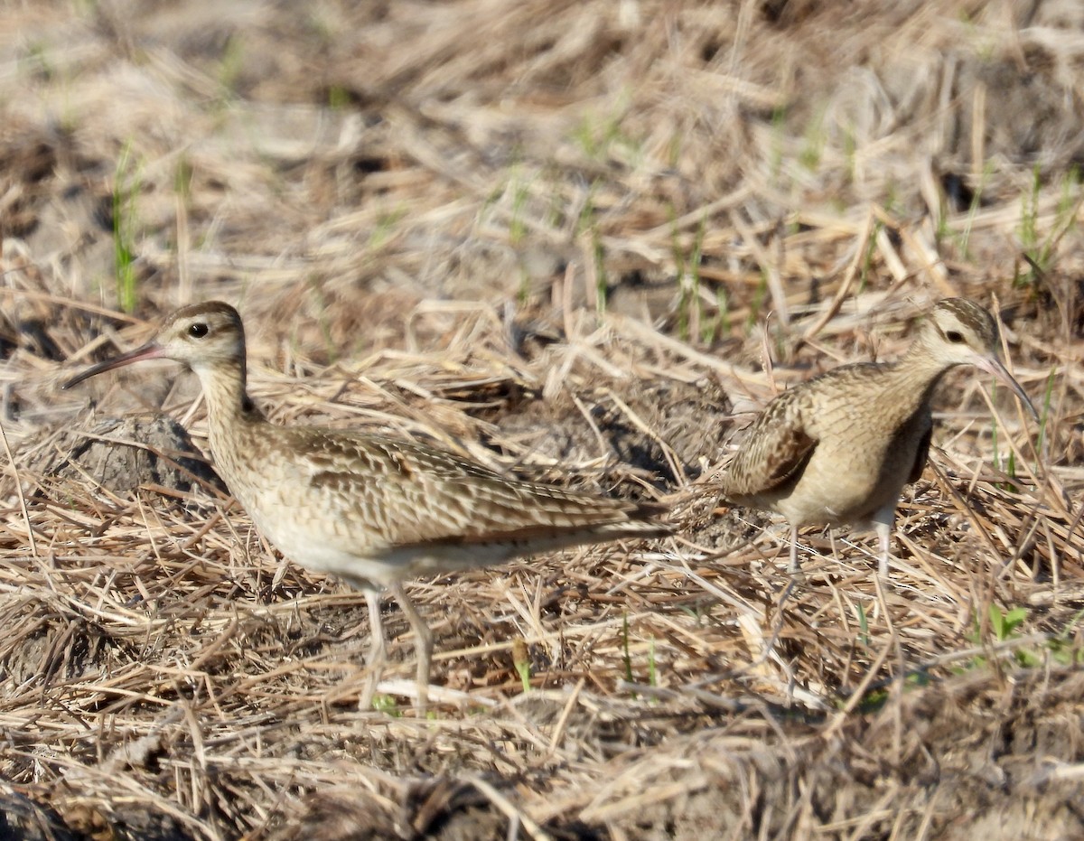 コシャクシギ - ML644354923