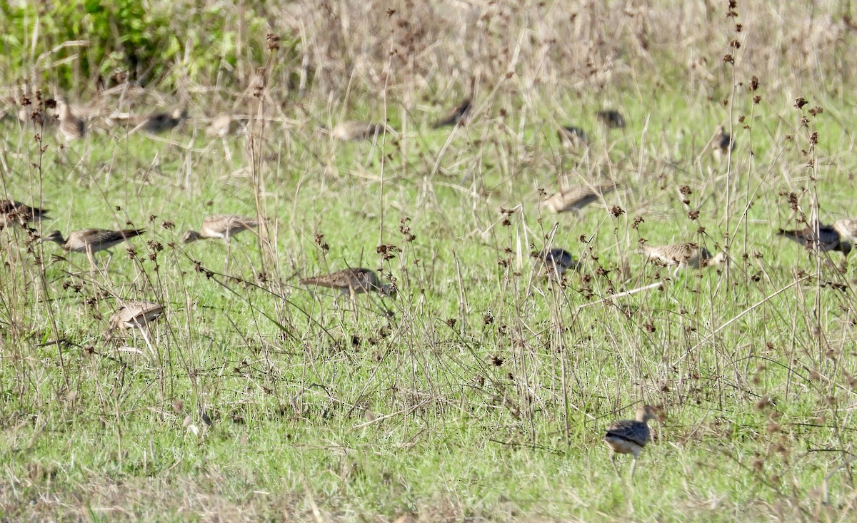 コシャクシギ - ML644354924