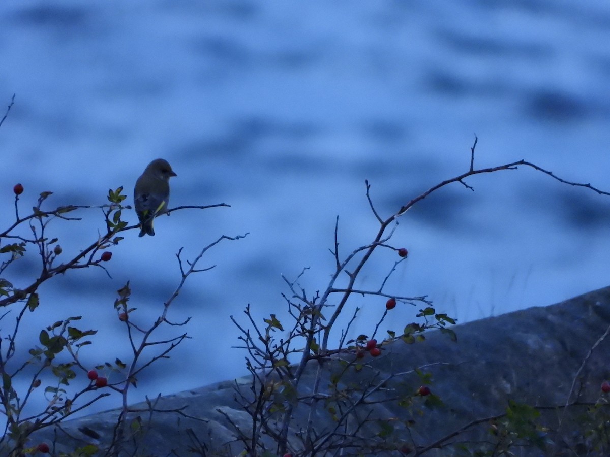 Эгэл ногоолдой - ML644354930