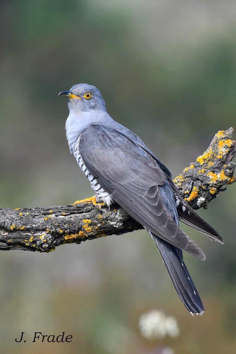 Common Cuckoo - ML644354933