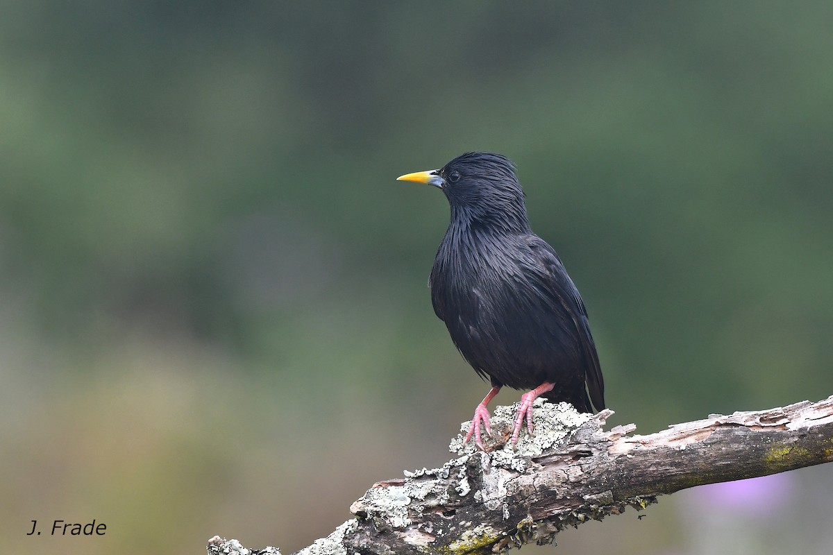 Spotless Starling - ML644354946