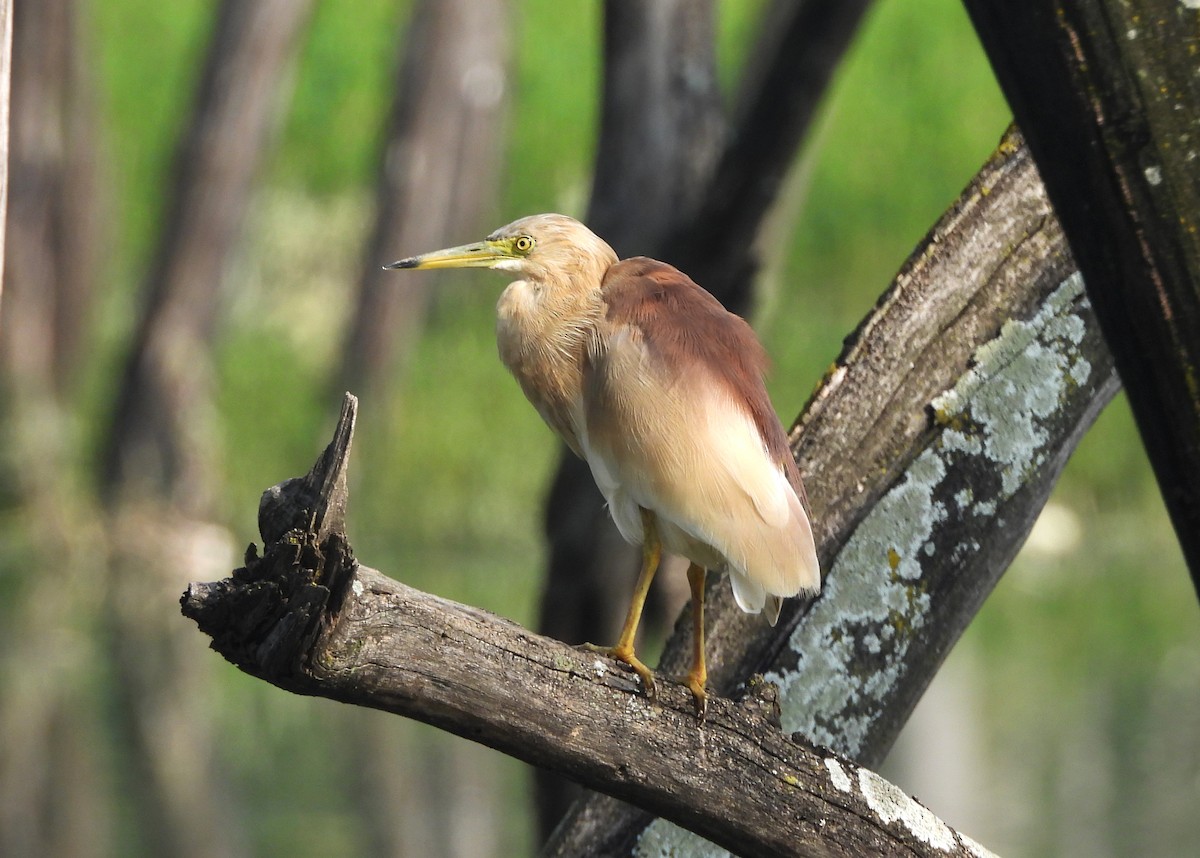 Индийская прудовая цапля - ML644354950
