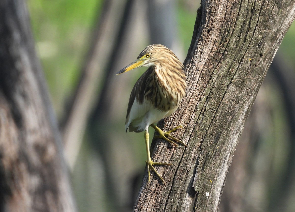 Индийская прудовая цапля - ML644354951