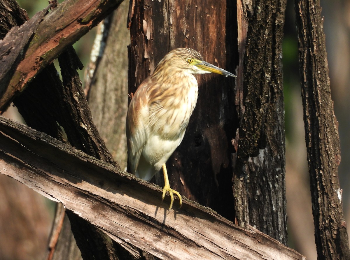 Индийская прудовая цапля - ML644354952