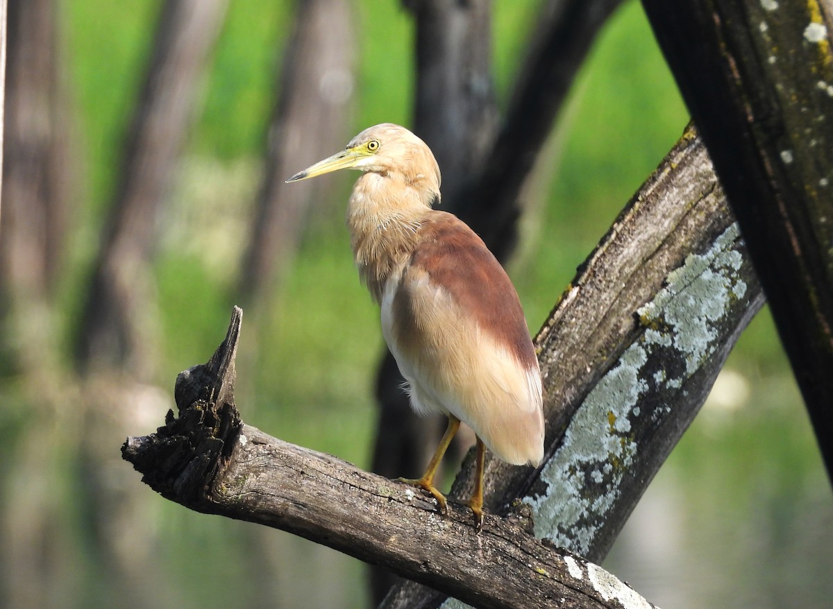 Индийская прудовая цапля - ML644354953