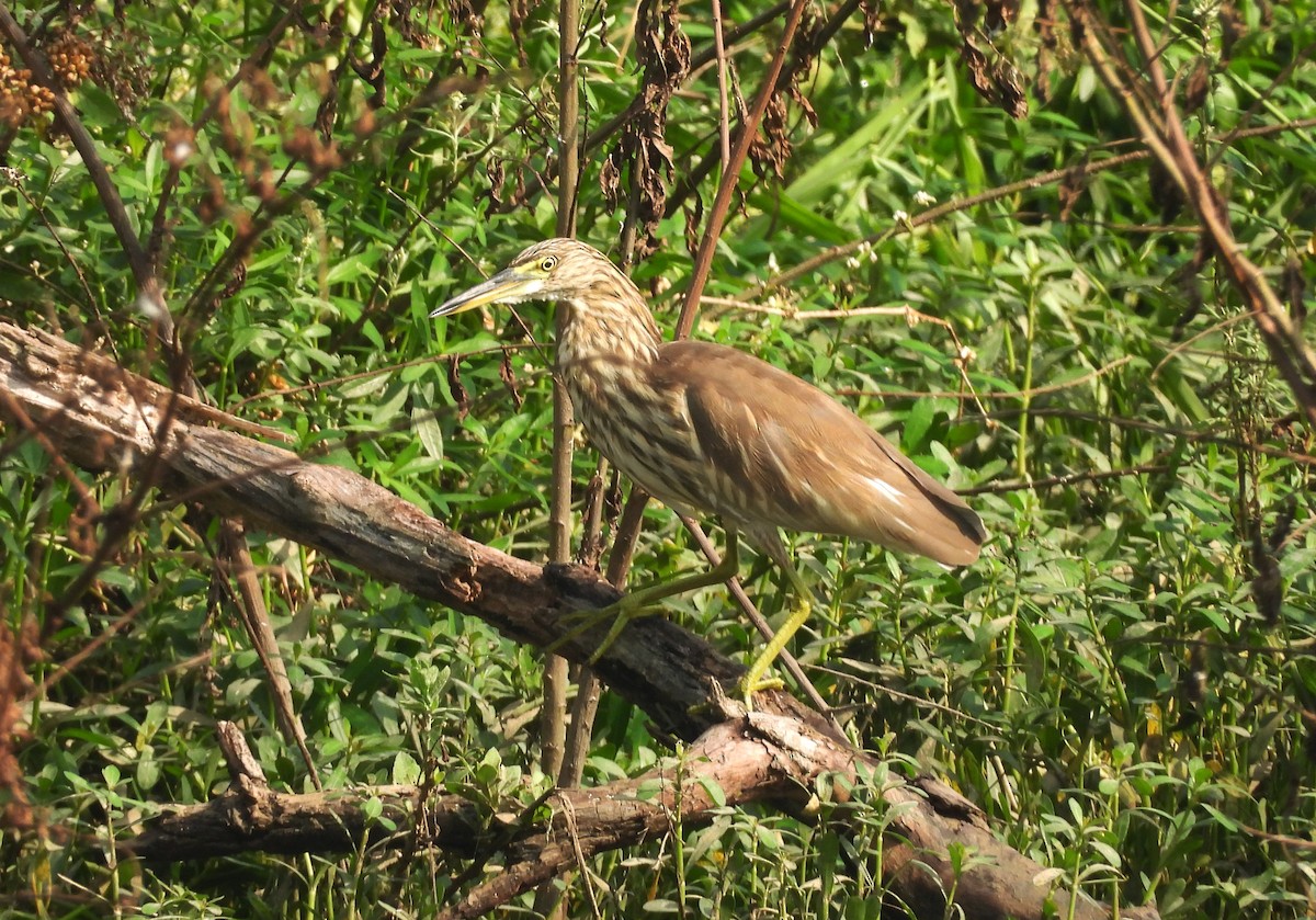 Индийская прудовая цапля - ML644354954