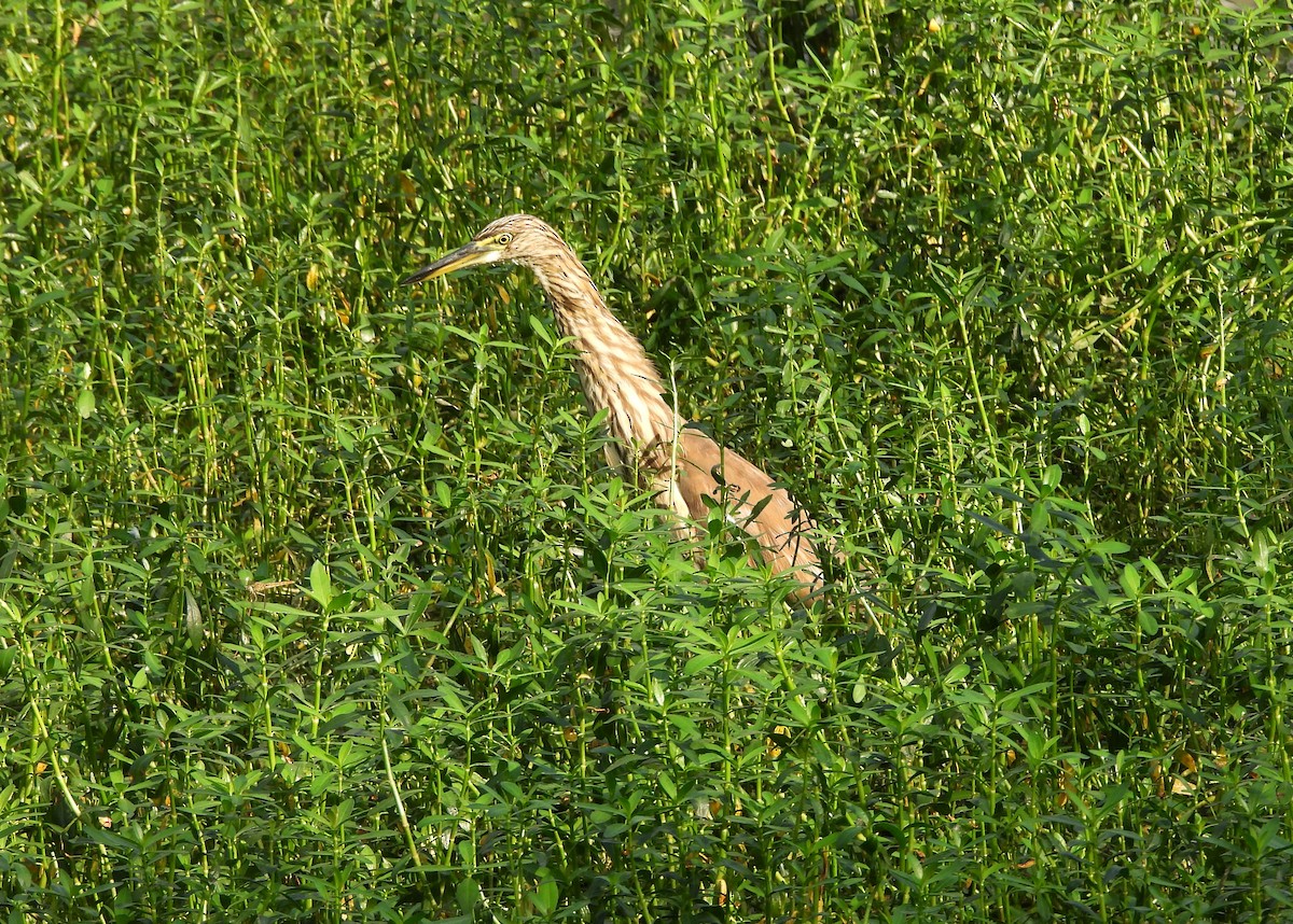 Индийская прудовая цапля - ML644354955