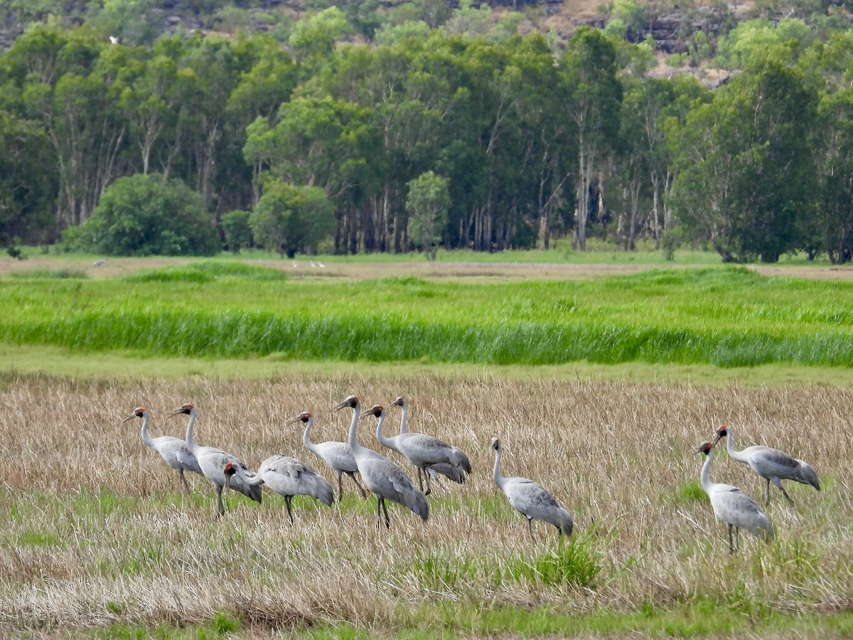 Brolga - ML644354957