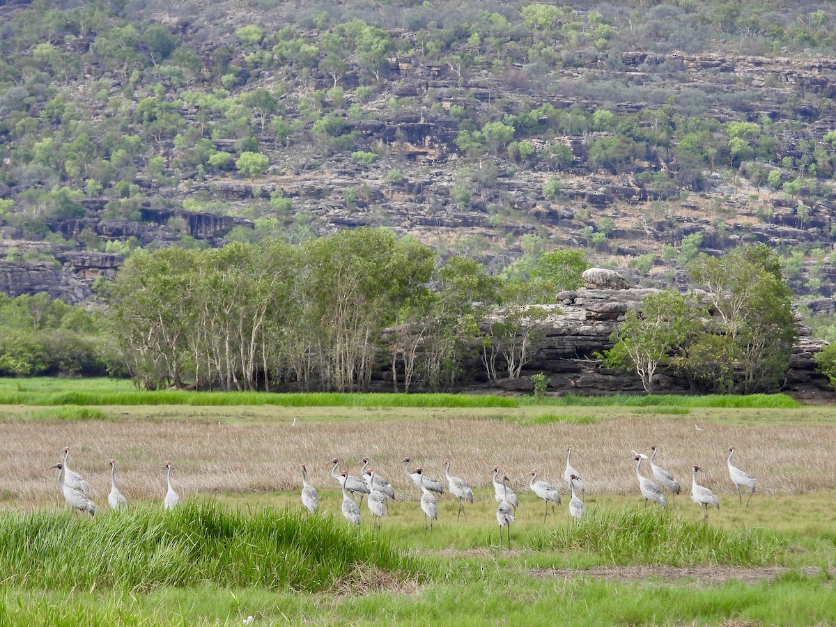 Brolga - ML644354958