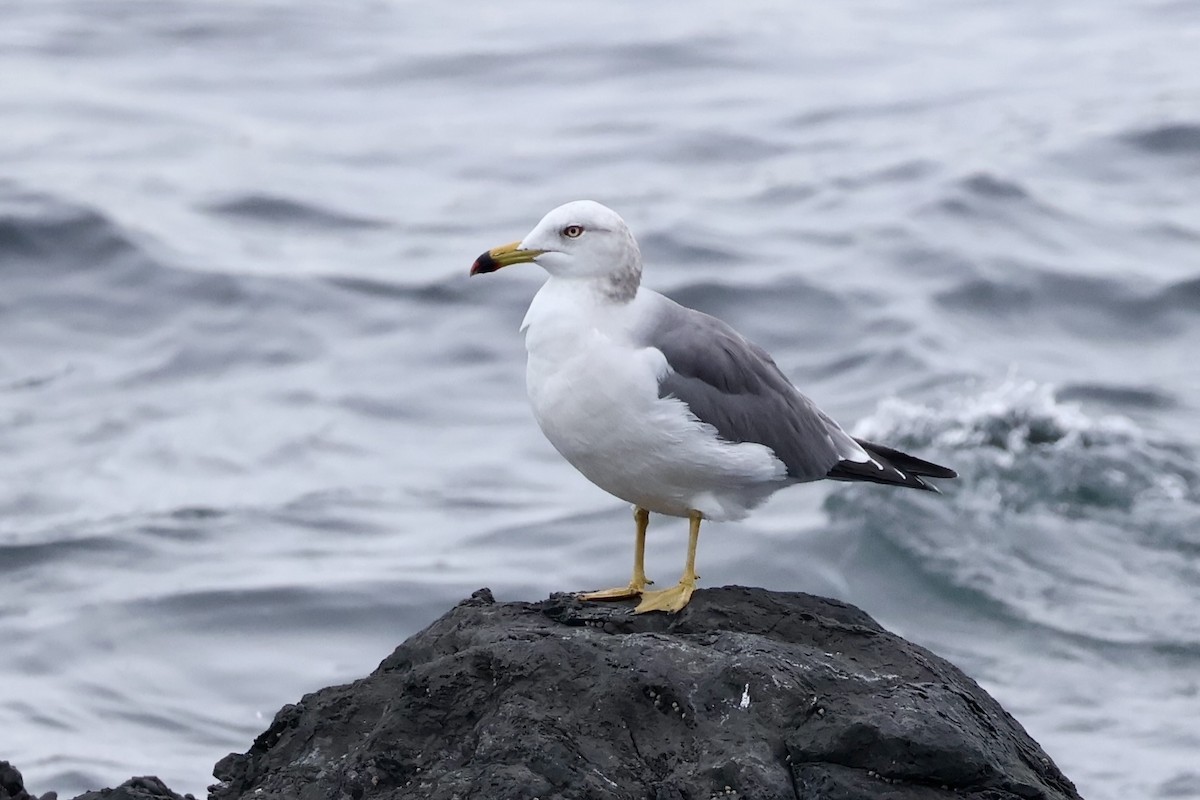 japanmåke - ML644354966