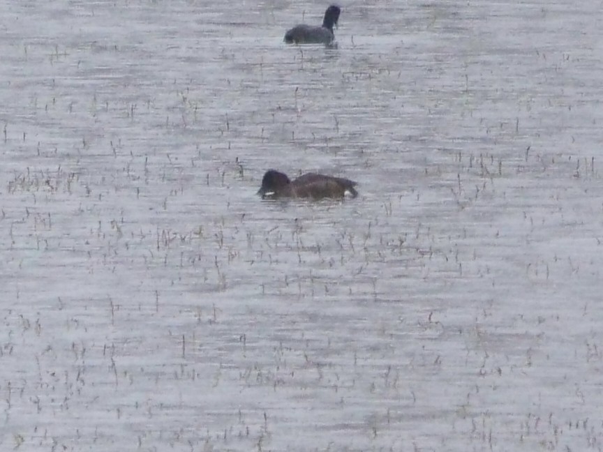 Ferruginous Duck - ML644354975