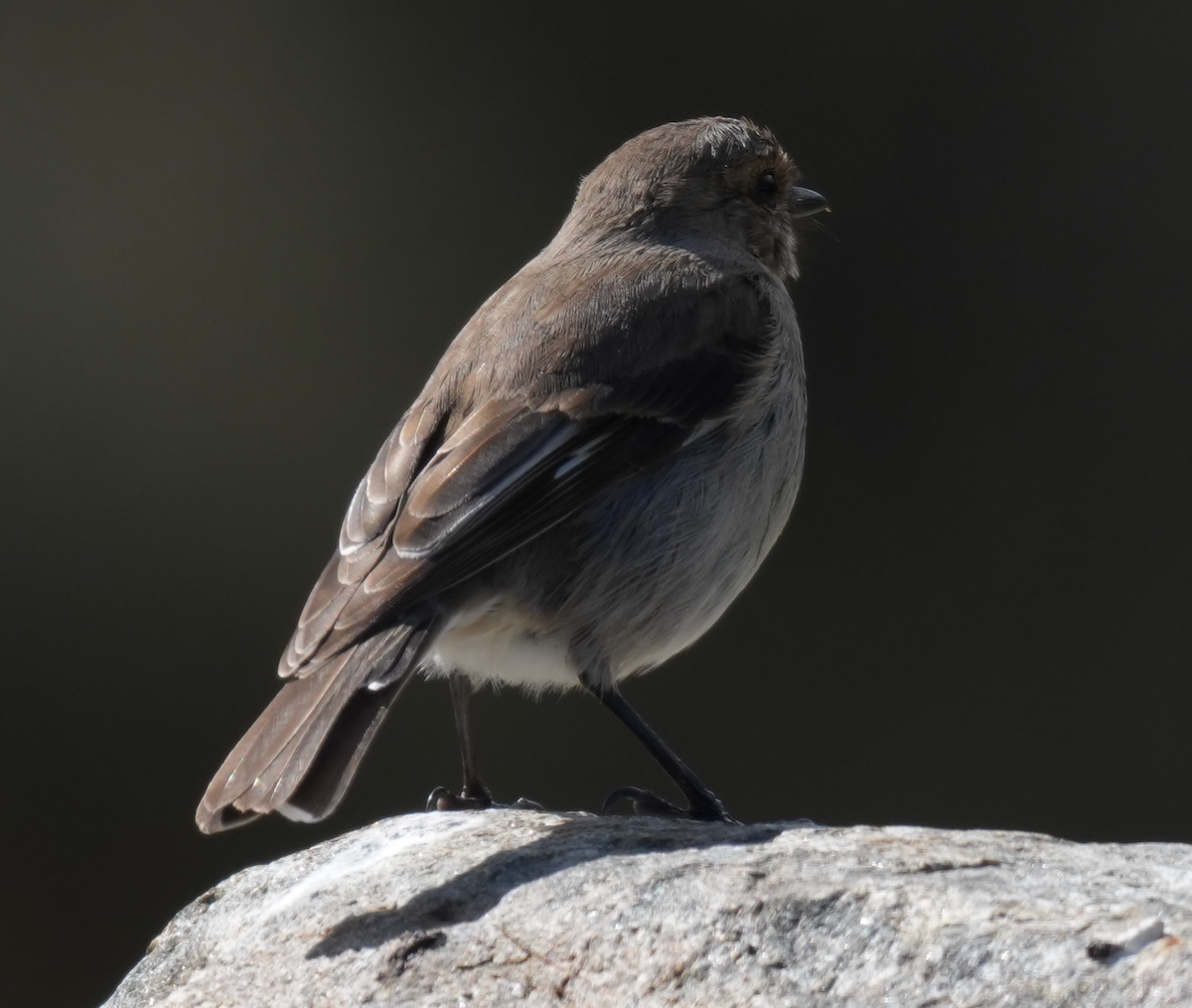 タスマニアヒタキ - ML644354990