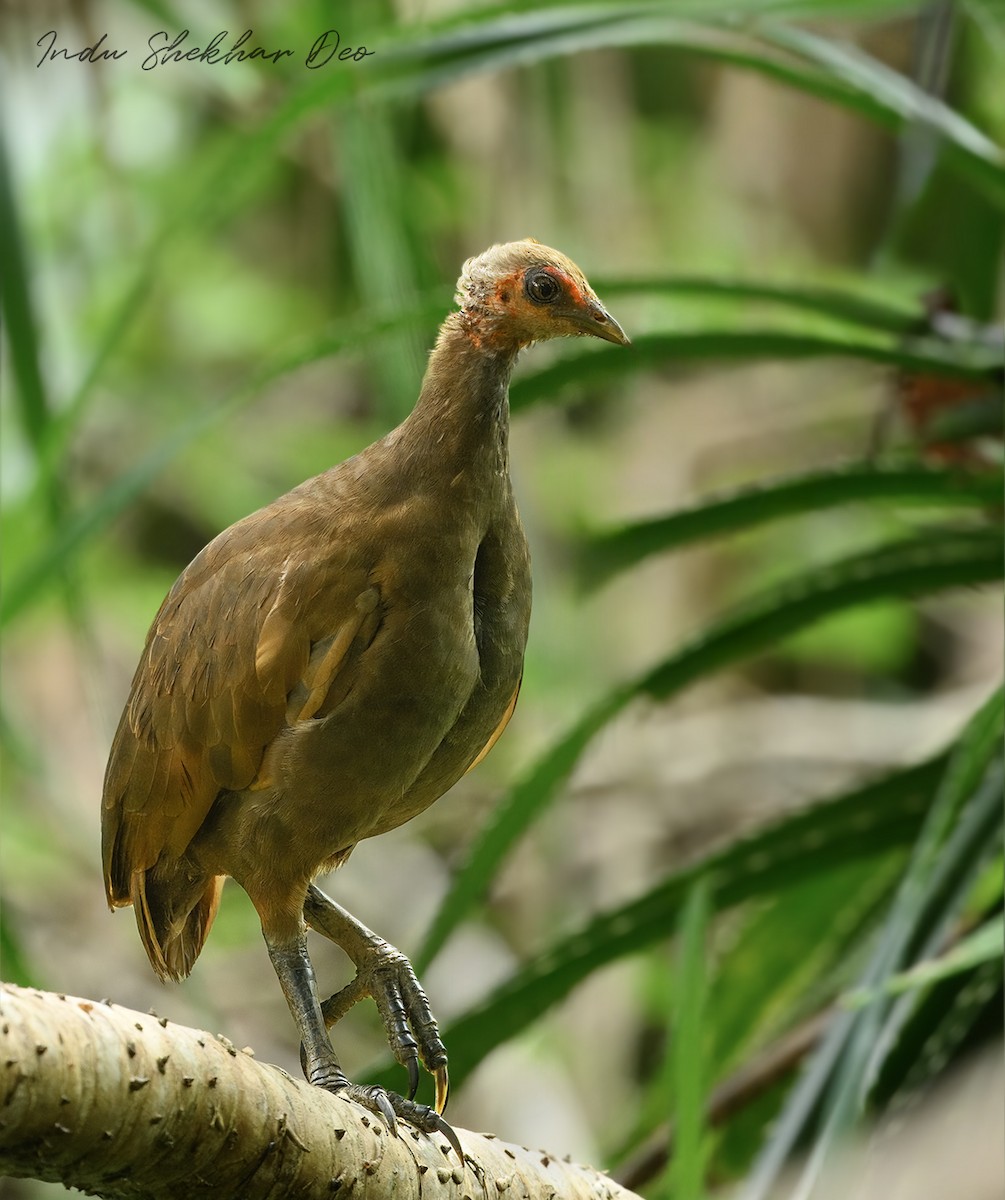 Nicobar Megapode - ML644354994