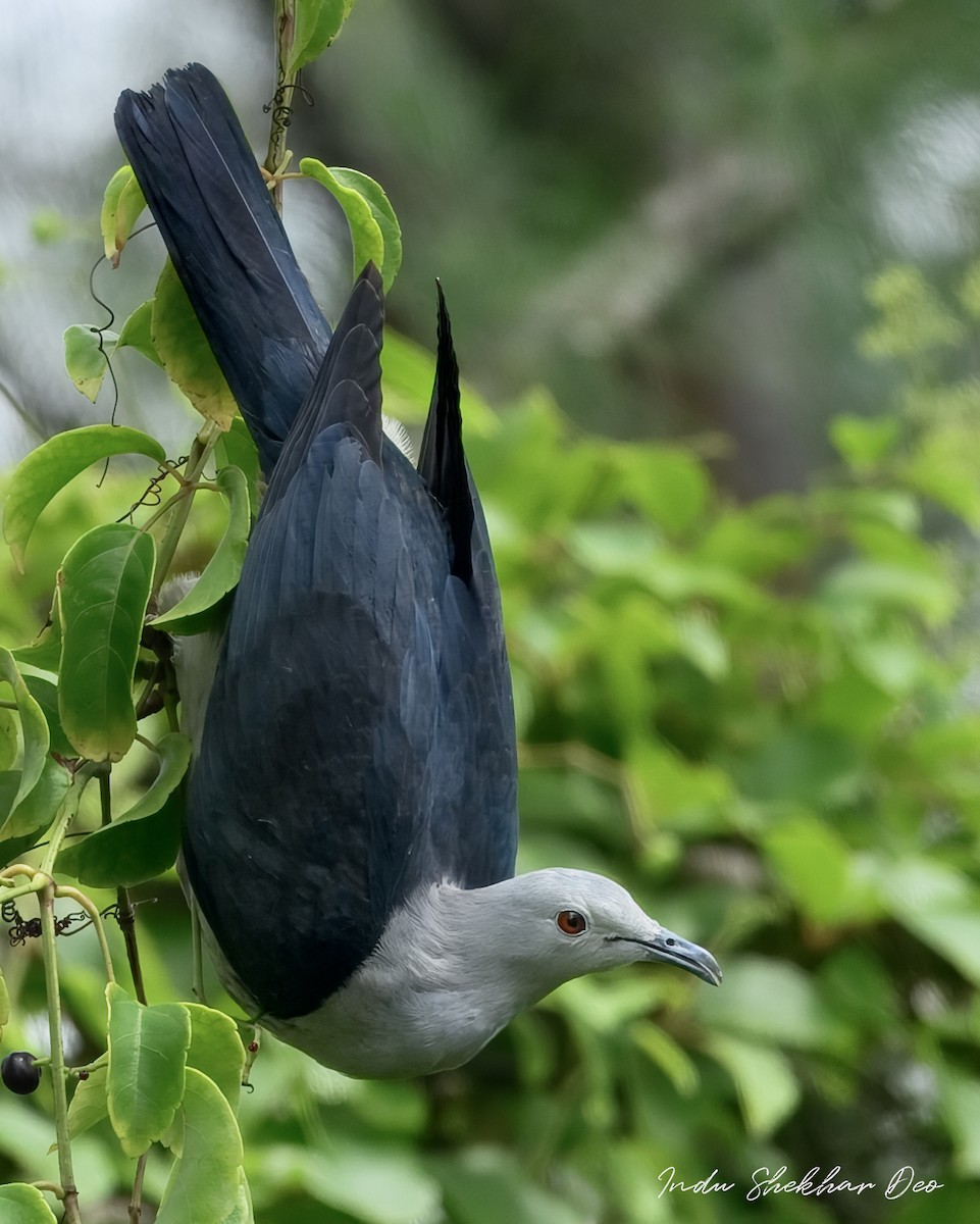 ニコバルミカドバト - ML644354998