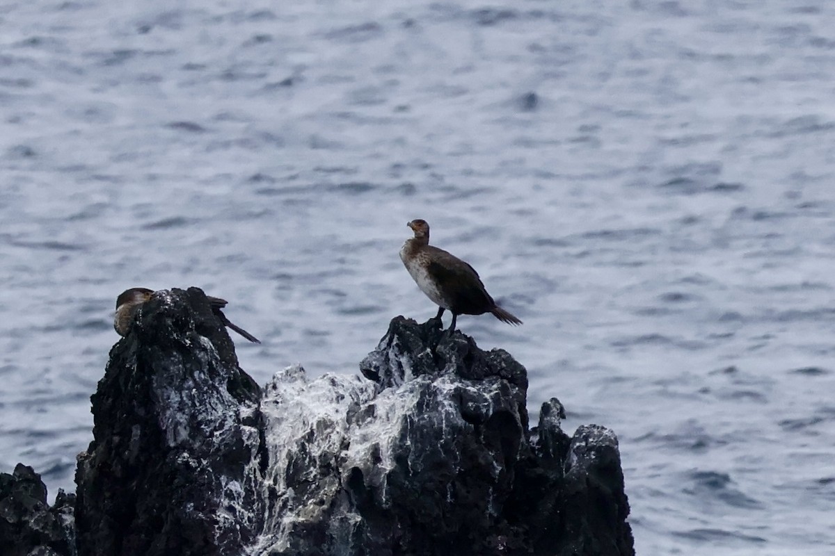 Japanese Cormorant - ML644355000