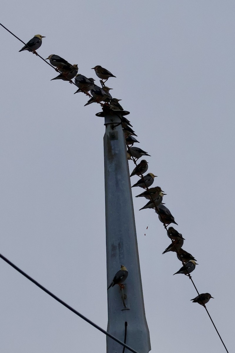 Улаан хошуут тодол - ML644355002