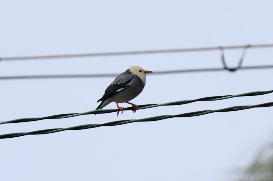 Улаан хошуут тодол - ML644355003