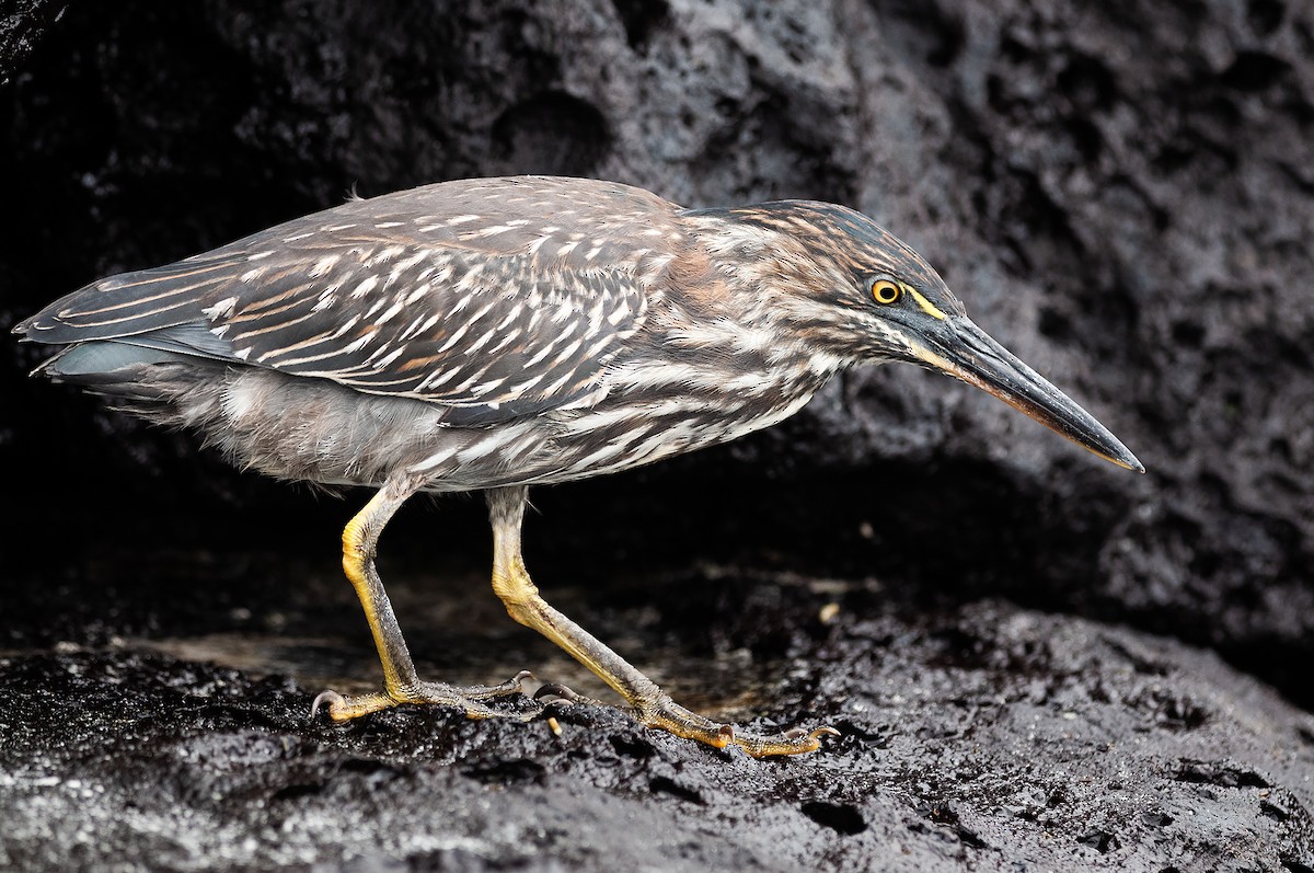 volavka galapážská - ML644355004