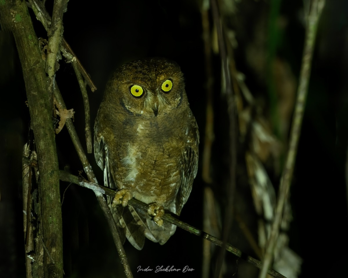 Сплюшка нікобарська - ML644355014