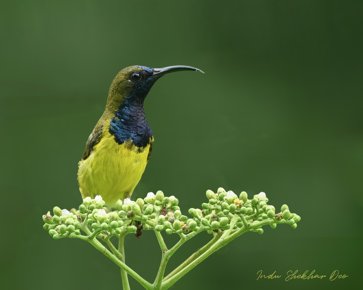 Ornate Sunbird - ML644355049