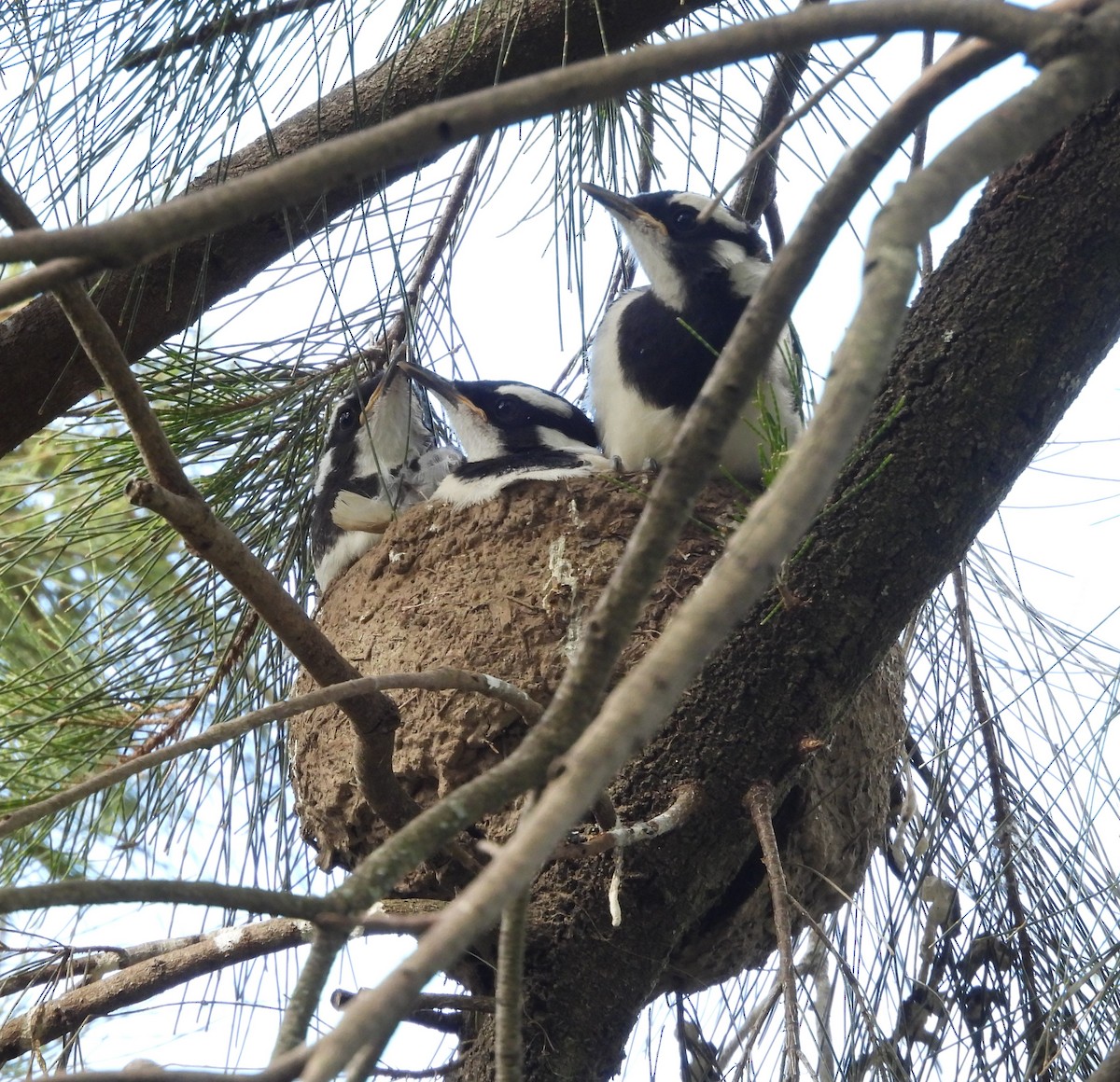 Magpie-lark - ML644355050