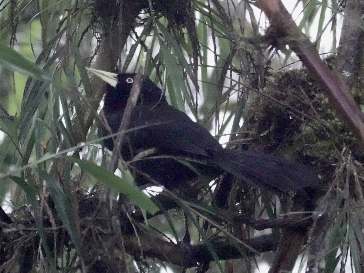 Gelbschnabelkassike - ML644355051