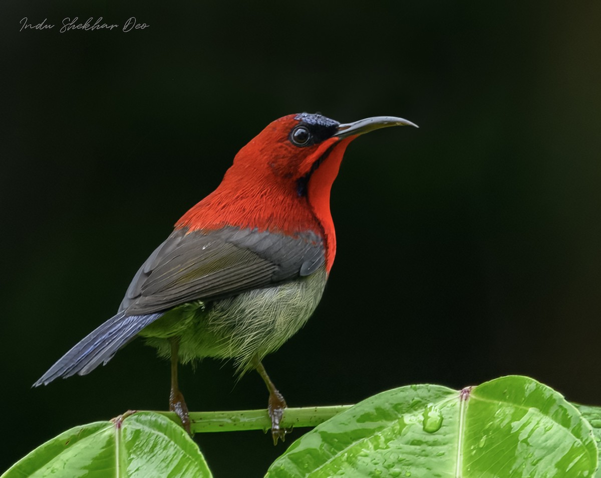 Karmesinnektarvogel - ML644355053