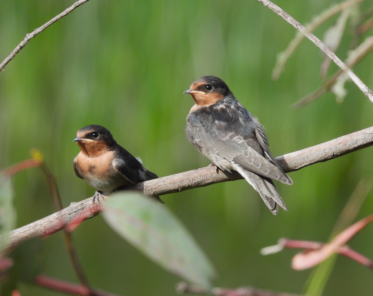 Welcome Swallow - ML644355056