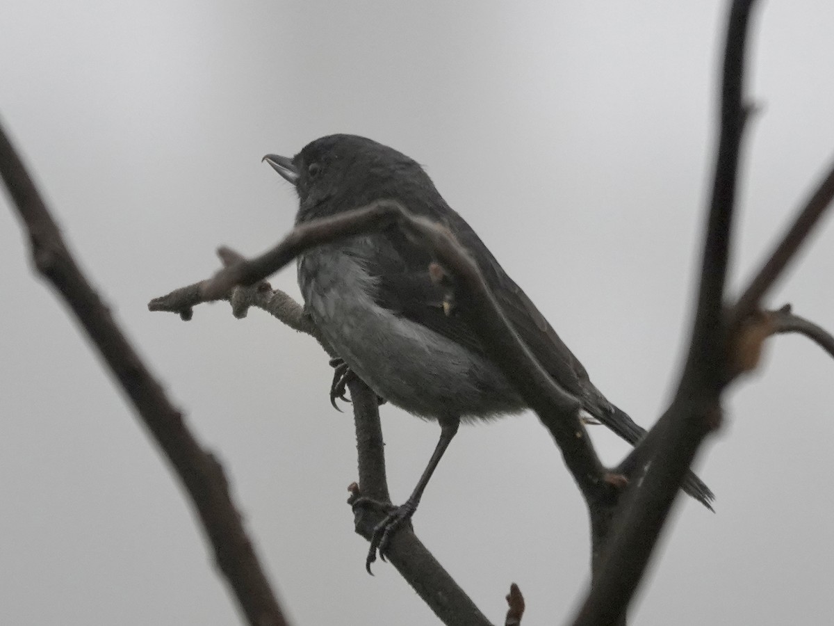 Gray-bellied Flowerpiercer - ML644355069