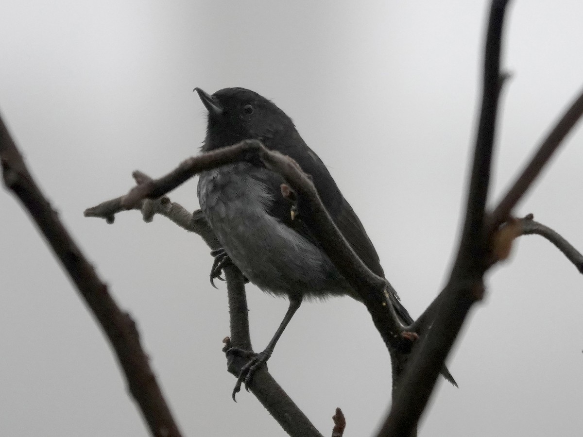 Gray-bellied Flowerpiercer - ML644355070