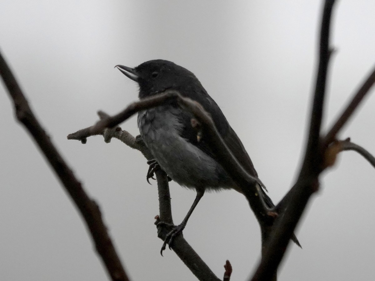Gray-bellied Flowerpiercer - ML644355071