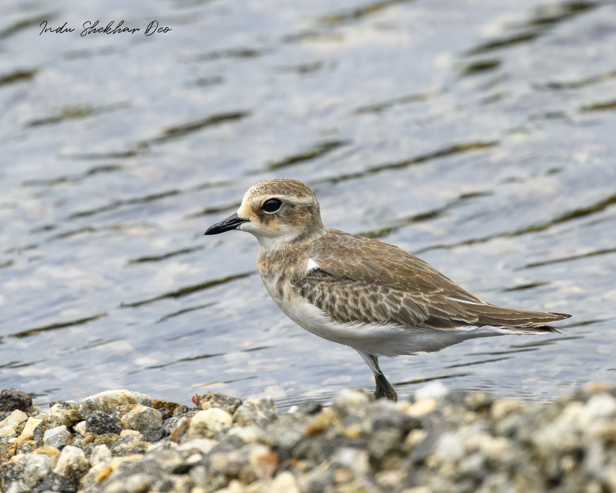 チベットメダイチドリ - ML644355090