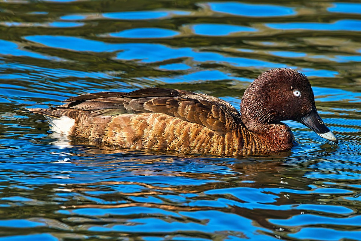 Hardhead - ML644355091