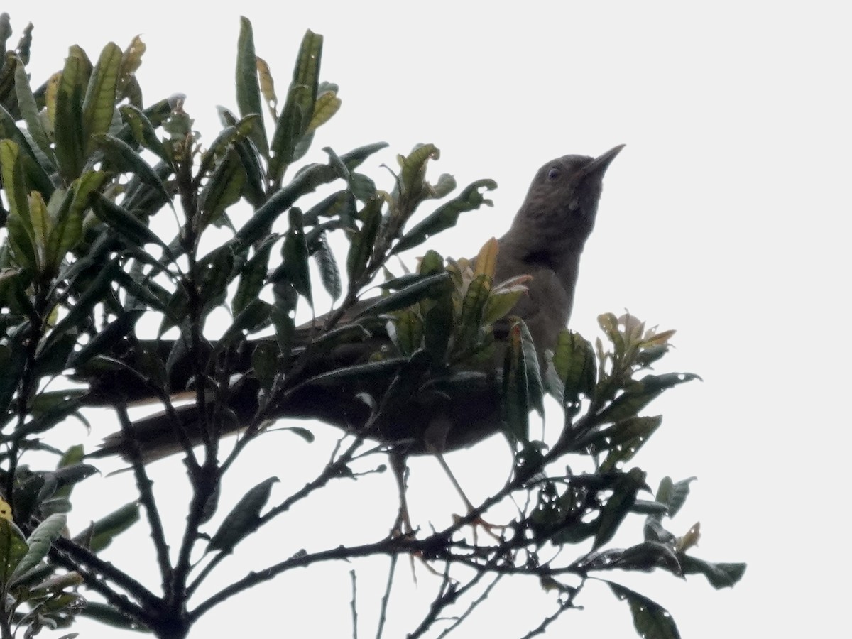 Merle lustré - ML644355102