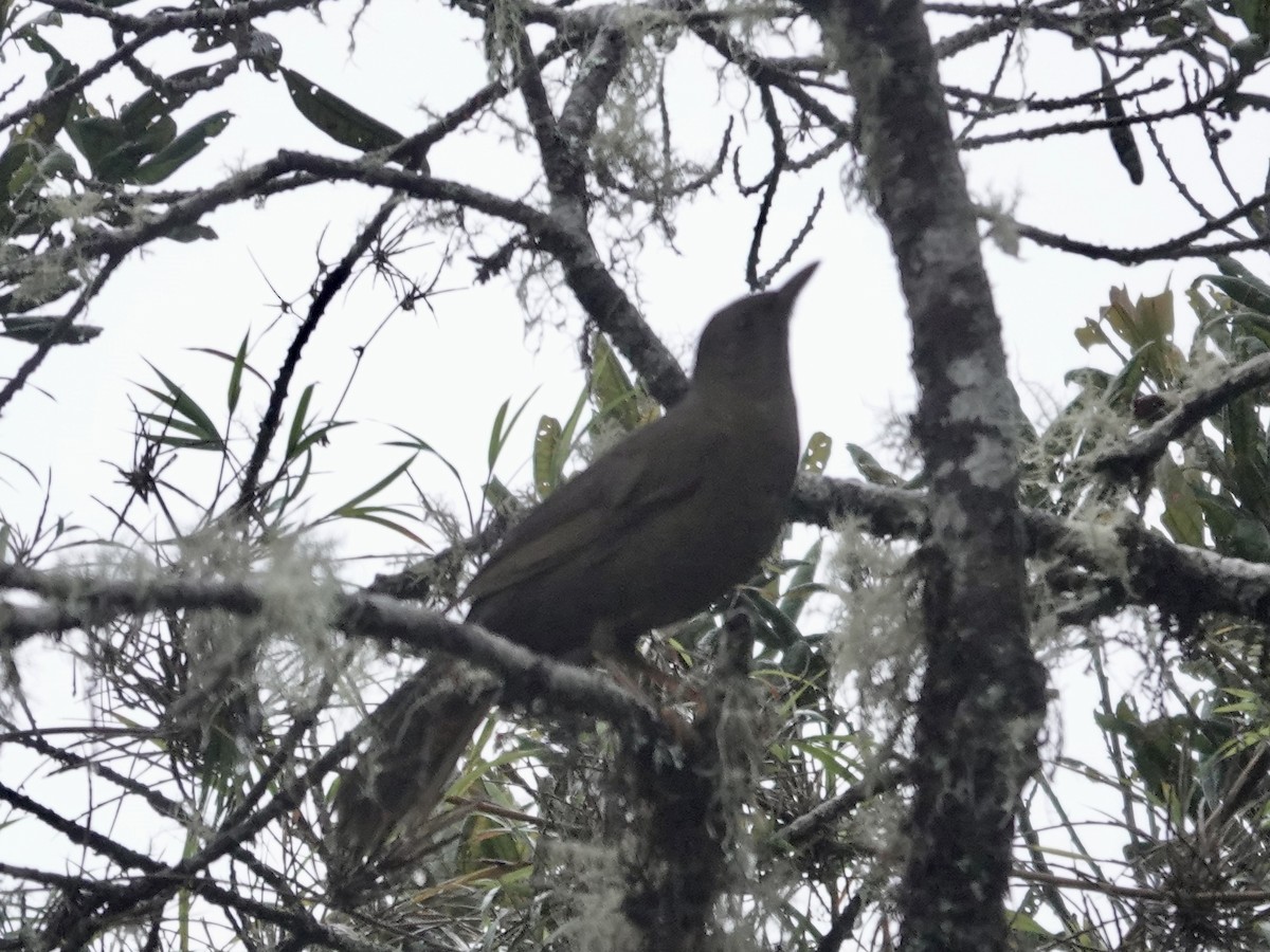 Merle lustré - ML644355103