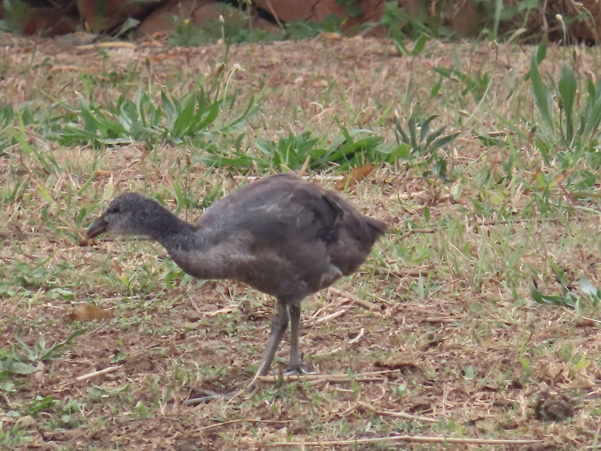 Red-knobbed Coot - ML644355104