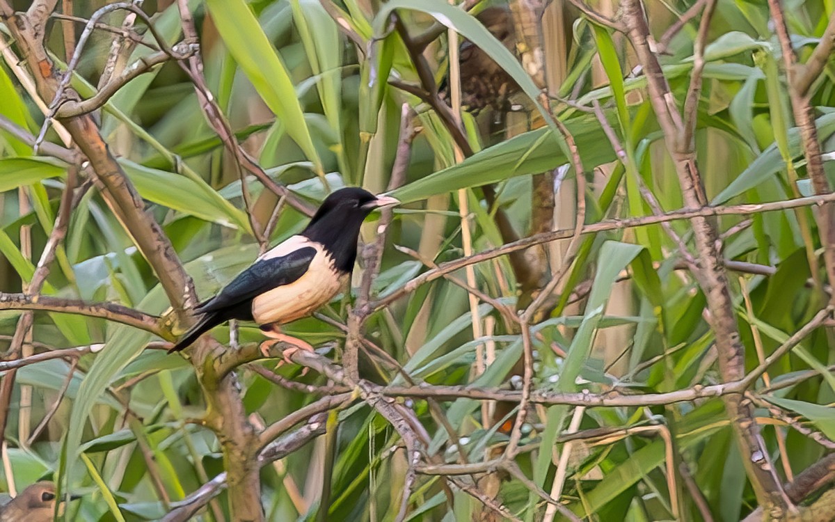 バライロムクドリ - ML644355105