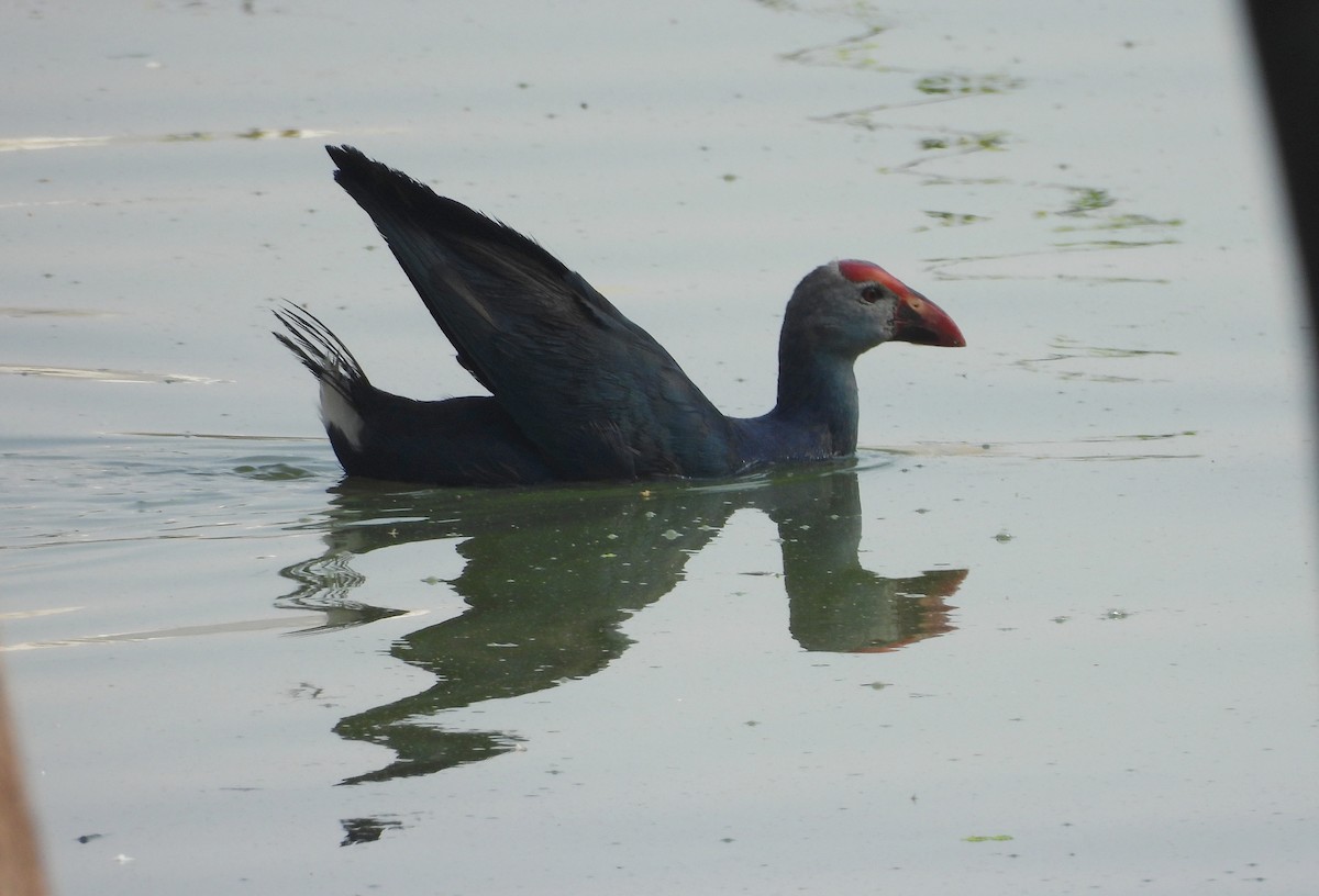 灰頭紫水雞 - ML644355107