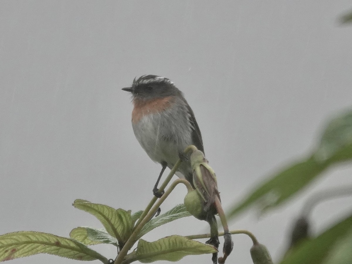 Rufous-breasted Chat-Tyrant - ML644355108