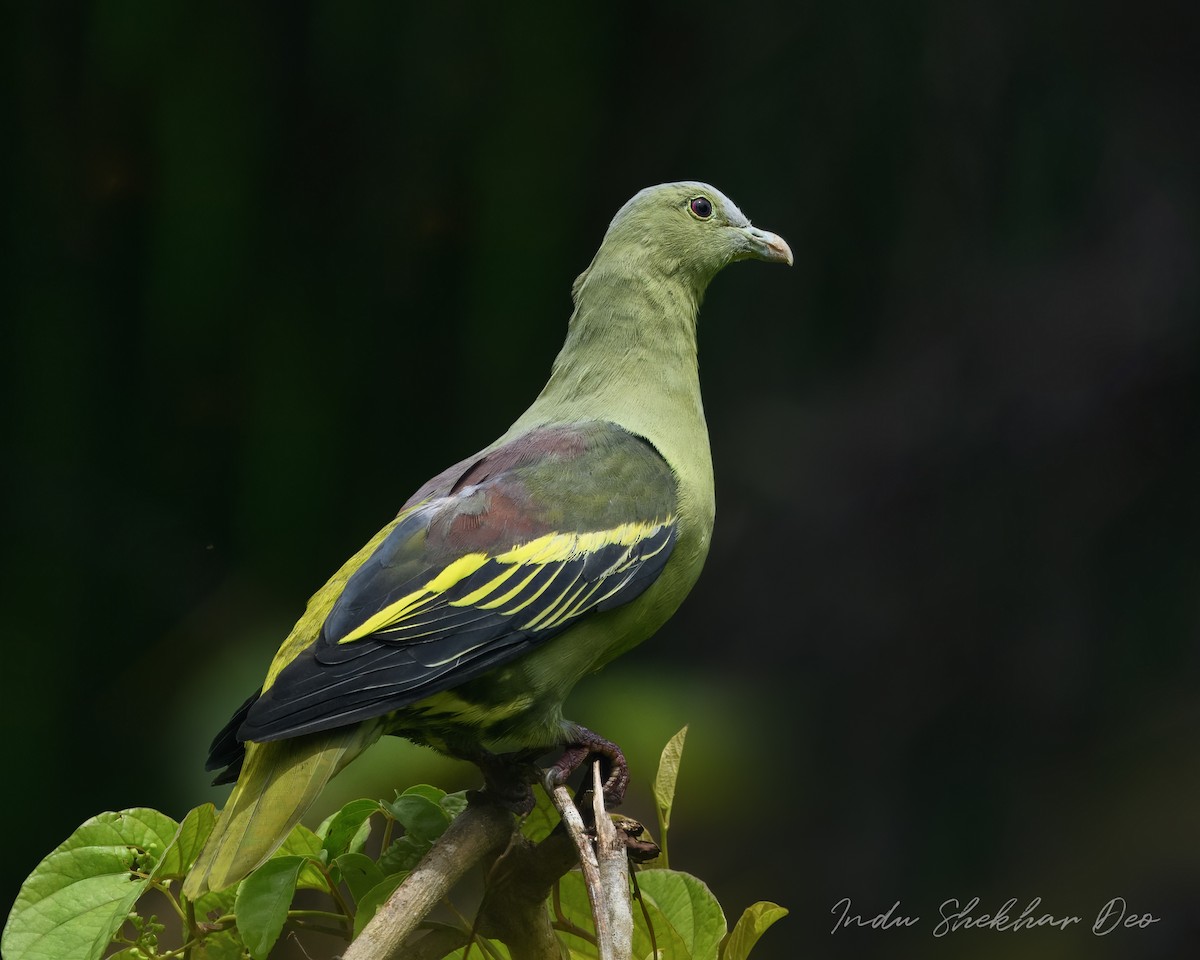 grønnknokegrønndue - ML644355114