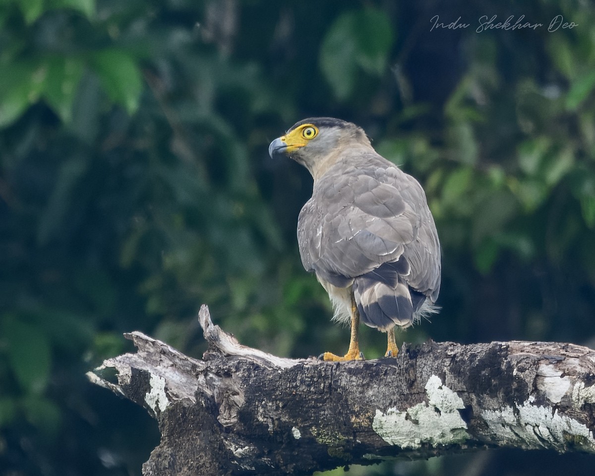 Serpentaire des Nicobar - ML644355117