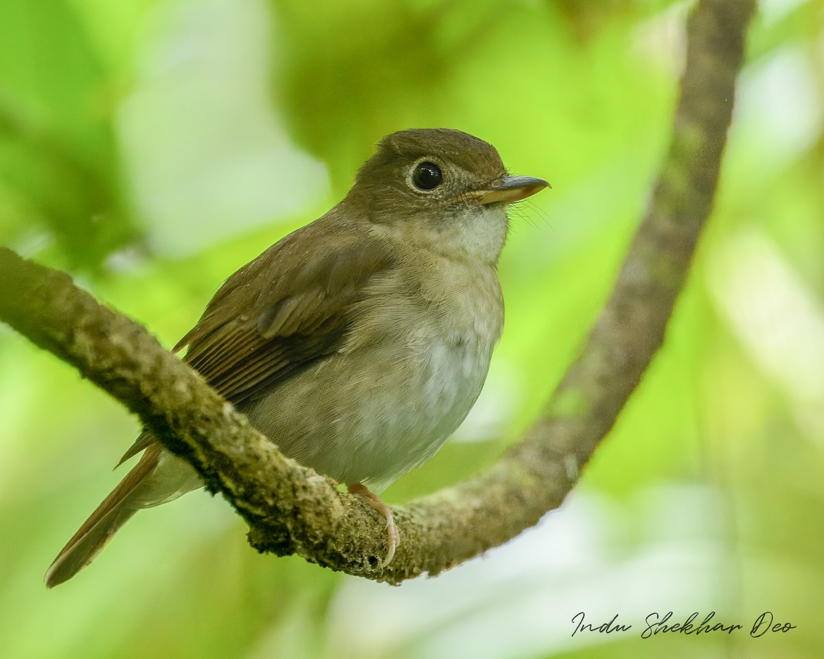 ニコバルミツリンヒタキ - ML644355125