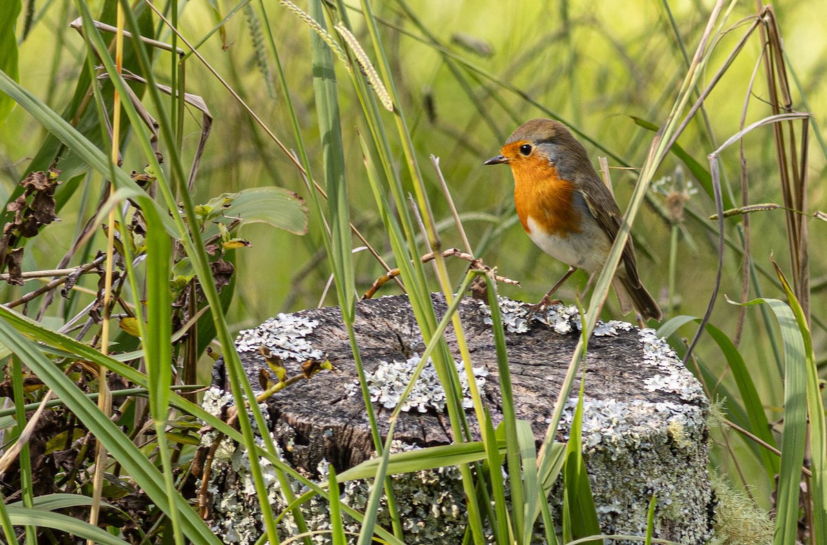European Robin - ML644355133