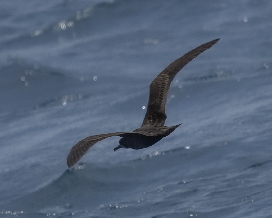 オナガミズナギドリ - ML644355144