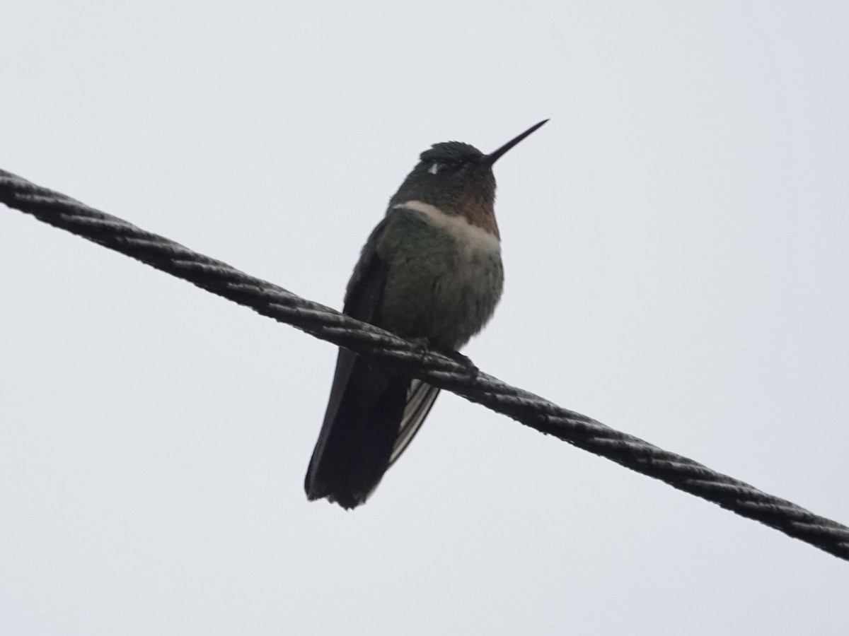 Amethyst-throated Sunangel - ML644355163