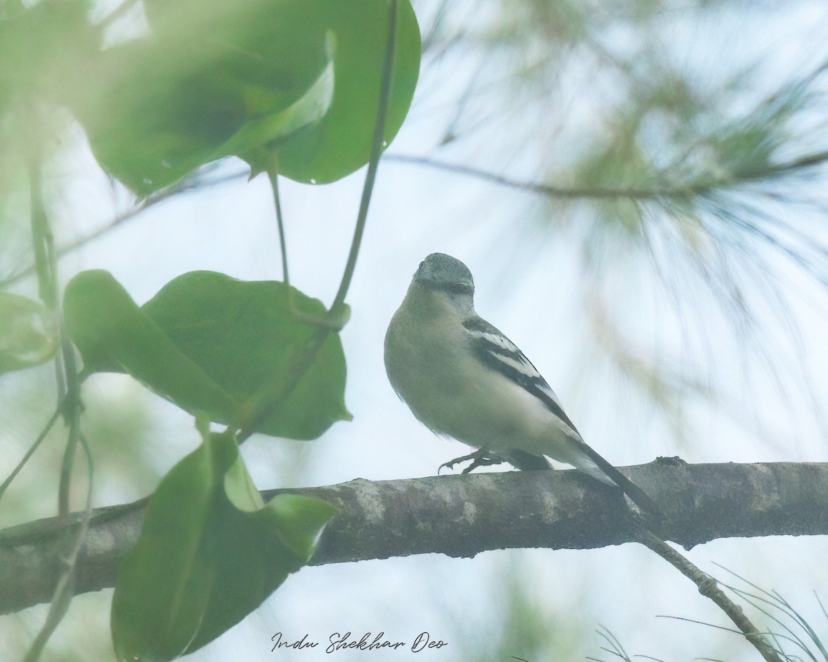 マダラナキサンショウクイ - ML644355164