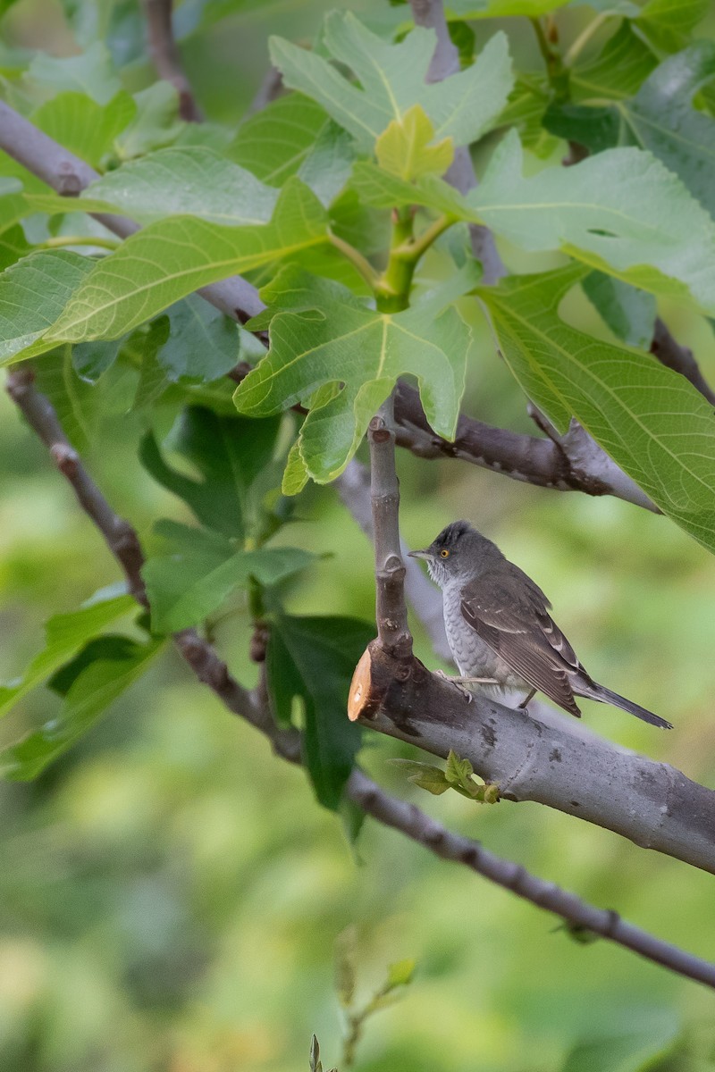 Харсуун зэржгэнэ - ML644355166