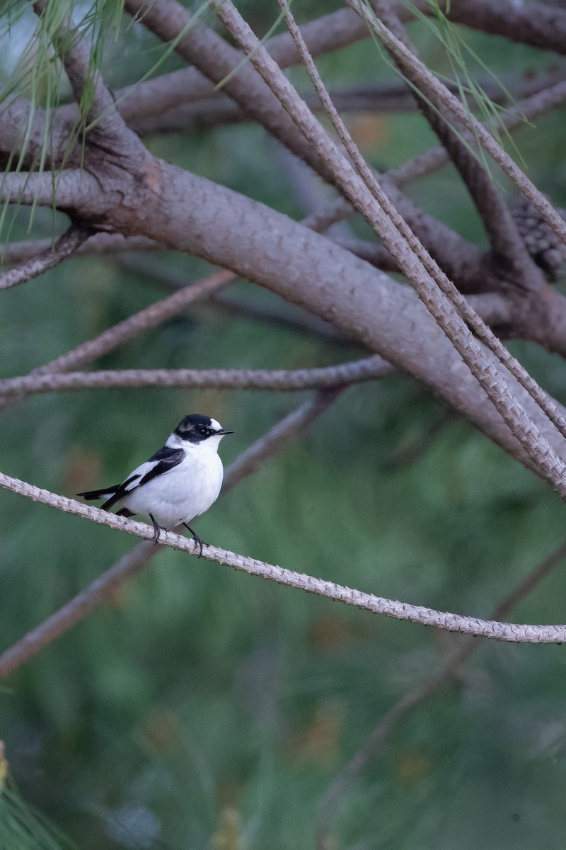 Collared Flycatcher - ML644355169