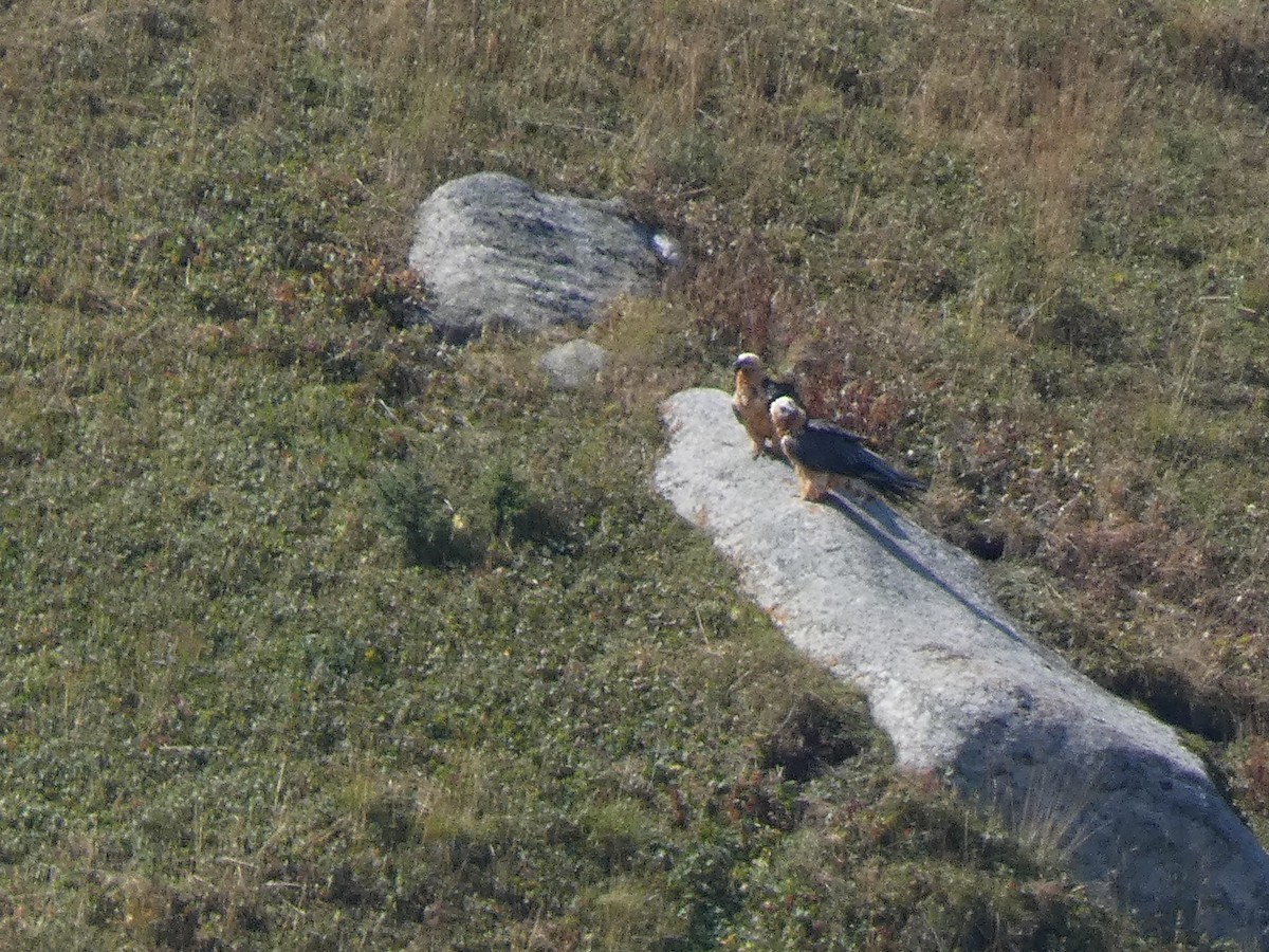 Sakallı Akbaba - ML644355171